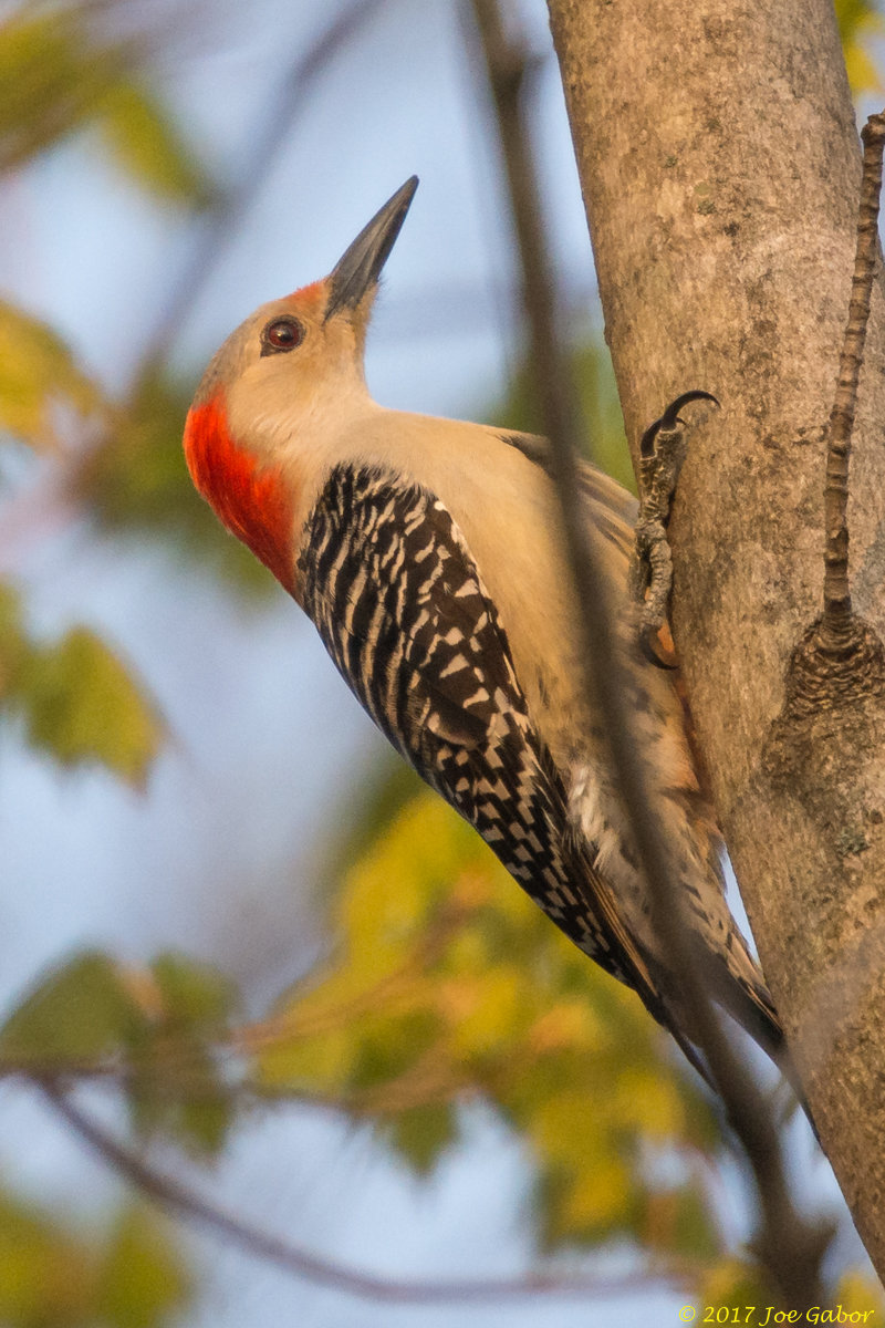 Red-bellied Woodpecker
(Melanerpes carolinus)
